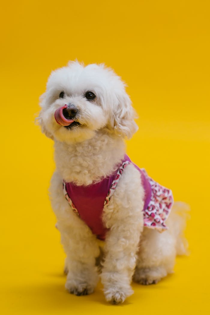 Cute poodle wearing a vibrant outfit on a yellow background, exuding charm and playfulness.